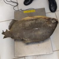 Whatsapp Image 2020 11 05 At 17.27.52