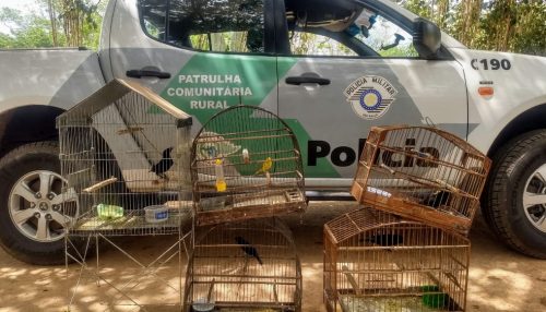 Polícia Ambiental resgata cinco aves silvestres mantidas em cativeiro e multa homem em R$ 2,5 mil