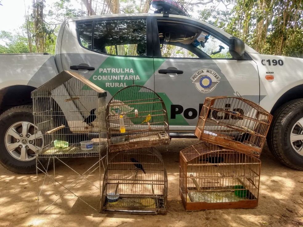 Polícia Ambiental resgata cinco aves silvestres mantidas em cativeiro e multa homem em R$ 2,5 mil