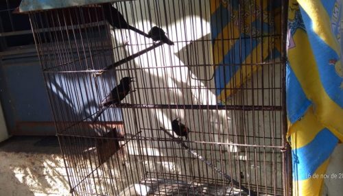 Homem é multado em R$ 7 mil por manter aves silvestres em cativeiro no Jardim Everest, em Presidente Prudente