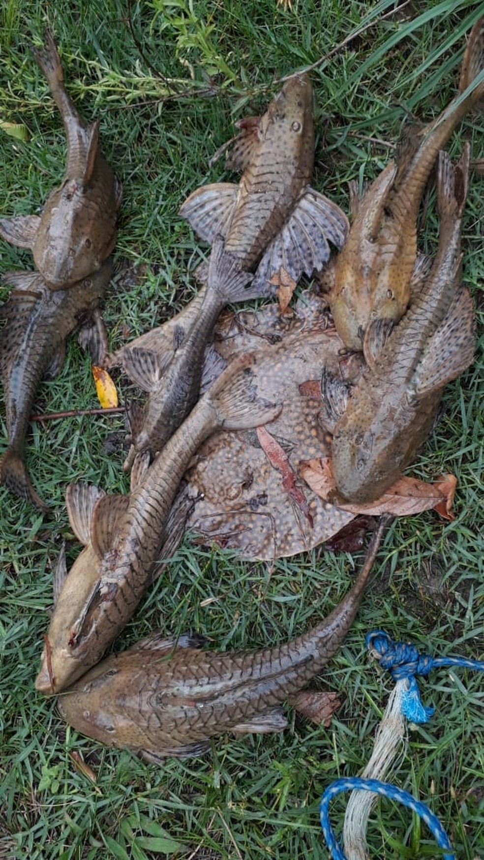 Em plena piracema, homem é flagrado pescando com tarrafa no Rio Aguapeí