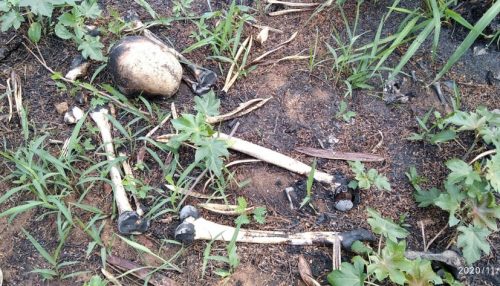 Ossada humana é encontrada em área às margens da Rodovia Júlio Budiski em Presidente Prudente