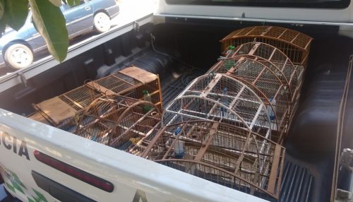 Polícia Ambiental resgata aves silvestres mantidas em cativeiro e multa homem em R$ 5 mil