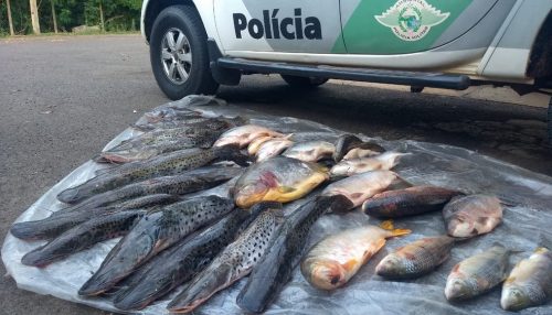 Policiais encontram 75 quilos de peixes fora do padrão permitido para pesca e multam homem em R$ 2,2 mil