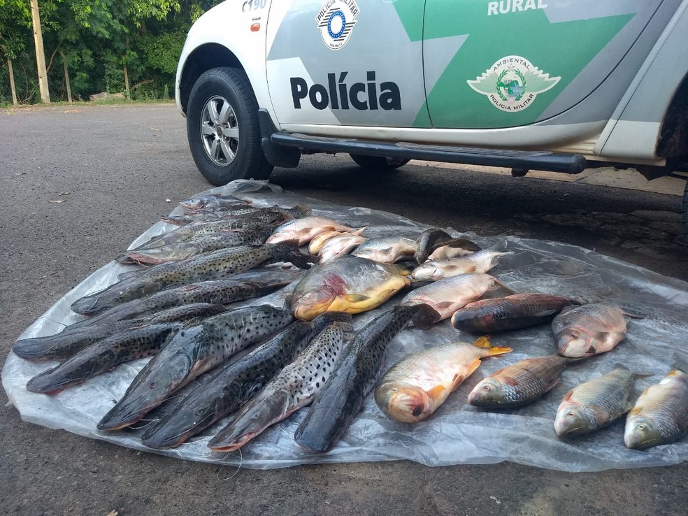 Policiais encontram 75 quilos de peixes fora do padrão permitido para pesca e multam homem em R$ 2,2 mil