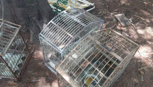 Polícia Ambiental liberta 12 aves mantidas em cativeiro e multa homem em R$ 6 mil