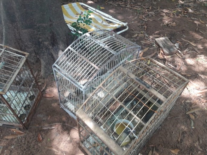 Polícia Ambiental liberta 12 aves mantidas em cativeiro e multa homem em R$ 6 mil
