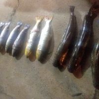 097905e6 B5a0 4f6b 88ba 73c1342e98f8