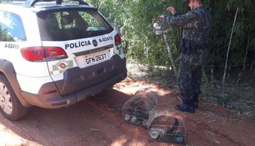 Morador de Bastos é multado em r$4 mil por manter aves silvestres em gaiolas