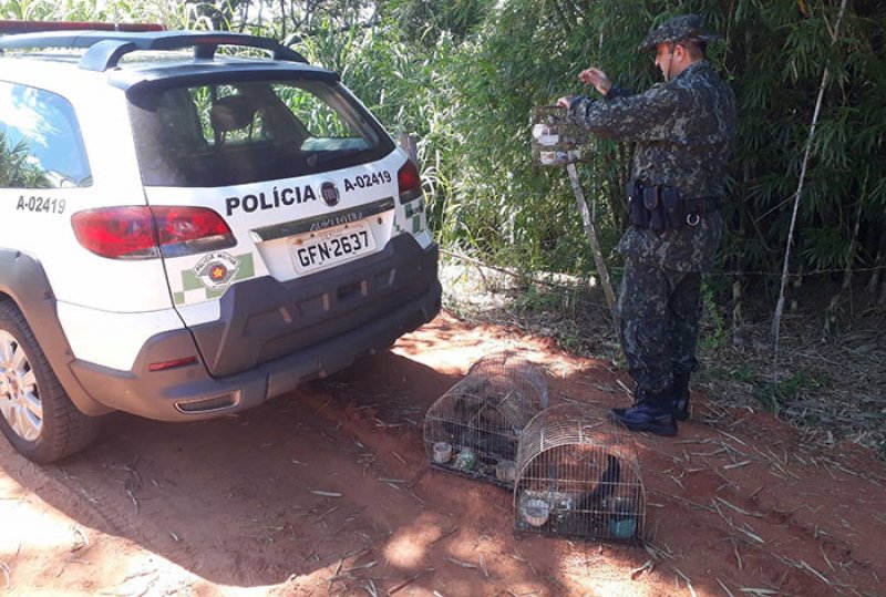 Morador de Bastos é multado em r$4 mil por manter aves silvestres em gaiolas