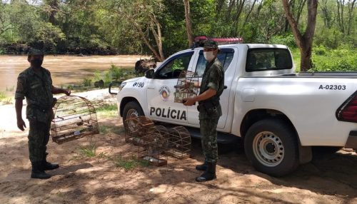 Aves silvestres são resgatadas de cativeiro e devolvidas à natureza em Osvaldo Cruz