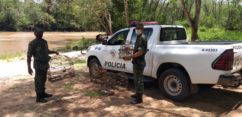 Aves silvestres são resgatadas de cativeiro e devolvidas à natureza em Osvaldo Cruz