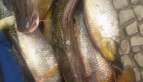Homem é multado em mais de R$ 1.300 e tem 31 kg de peixes apreendidos pela Polícia Ambiental