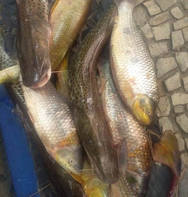 Homem é multado em mais de R$ 1.300 e tem 31 kg de peixes apreendidos pela Polícia Ambiental