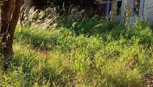 Novamente população reclama da falta de limpeza em casas desocupadas do Mário Covas