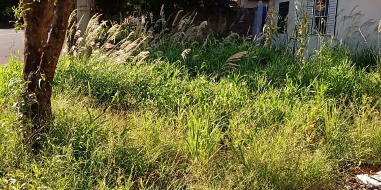 Novamente população reclama da falta de limpeza em casas desocupadas do Mário Covas