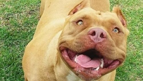 Na virada, barulho de fogos assusta cadela e leva animal à morte em Adamantina