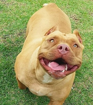 Na virada, barulho de fogos assusta cadela e leva animal à morte em Adamantina