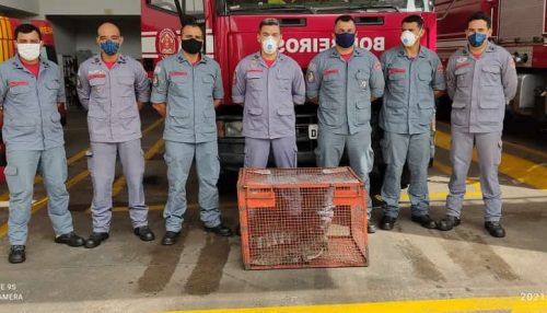 Jacaré de quase 2 metros é resgatado pelo Corpo de Bombeiros em piscina de clube em Presidente Venceslau