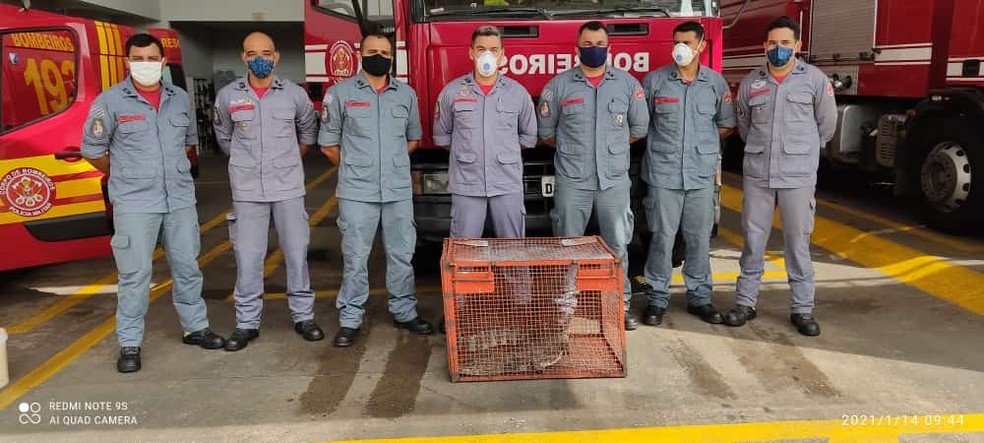 Jacaré de quase 2 metros é resgatado pelo Corpo de Bombeiros em piscina de clube em Presidente Venceslau