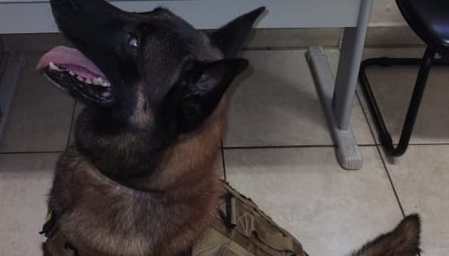 Com apoio do Canil, PM localiza porções de cocaína e maconha e um homem acaba preso por tráfico