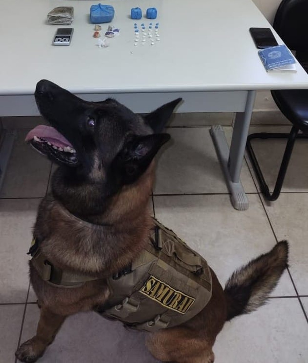 Com apoio do Canil, PM localiza porções de cocaína e maconha e um homem acaba preso por tráfico