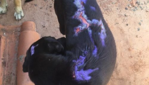 Homem é multado em R$ 3 mil por maus-tratos a cachorro; suspeita é de que tenha jogado água ou óleo ferventes no animal