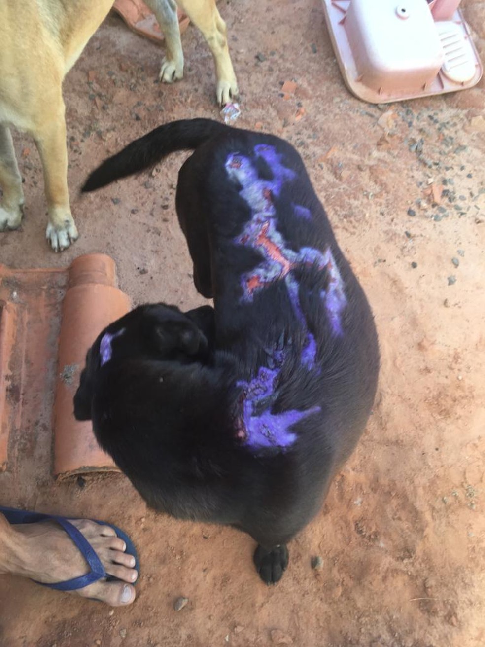 Homem é multado em R$ 3 mil por maus-tratos a cachorro; suspeita é de que tenha jogado água ou óleo ferventes no animal