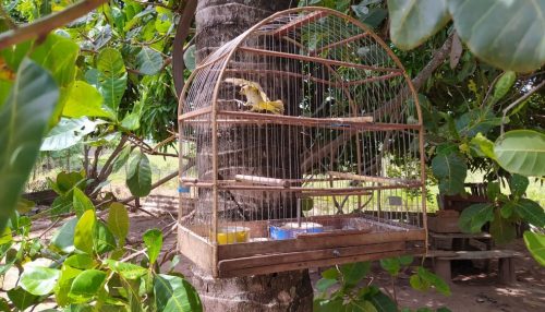 Sitiante é multado em R$ 5 mil por manter aves silvestres em cativeiro em Dracena