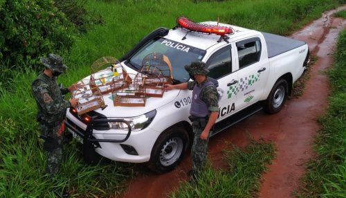 Polícia Ambiental resgata aves silvestres mantidas em cativeiro e multa homem em R$ 2,5 mil
