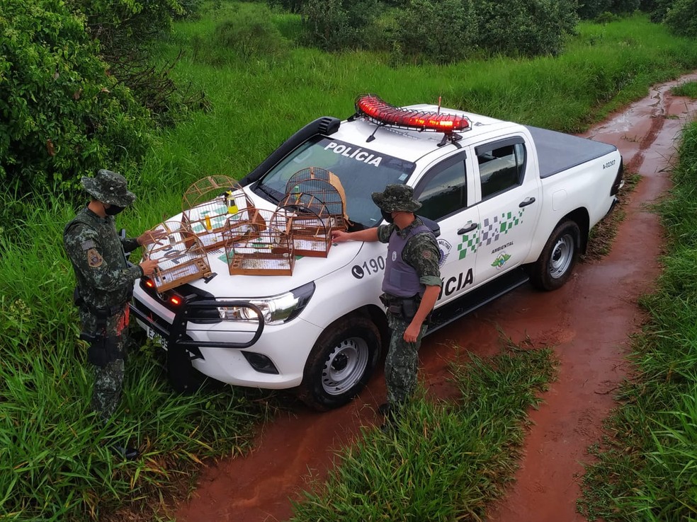Polícia Ambiental resgata aves silvestres mantidas em cativeiro e multa homem em R$ 2,5 mil