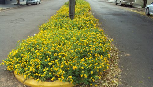 Nesta Província do faz de conta tudo é possível...