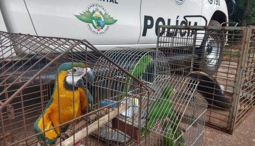 Polícia Militar Ambiental encaminha 14 animais para entidade protetora da fauna silvestre