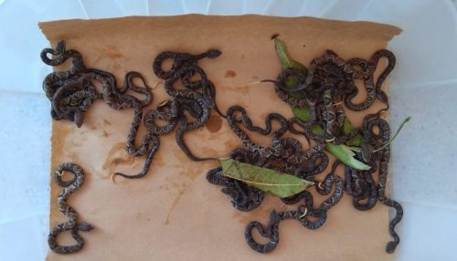 Agentes chamados para recolher uma jararaca em casa são surpreendidos por cerca de 20 filhotes