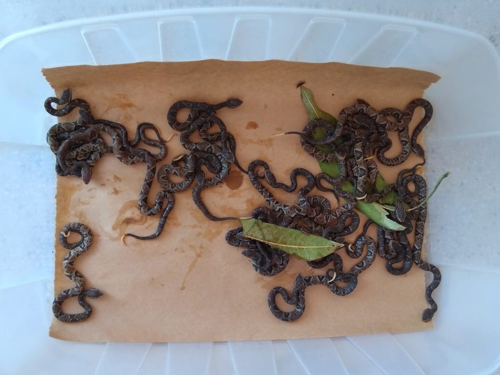 Agentes chamados para recolher uma jararaca em casa são surpreendidos por cerca de 20 filhotes