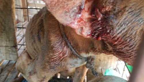 Homem é preso por maltratar cães em Adamantina