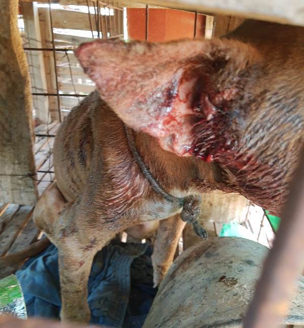 Homem é preso por maltratar cães em Adamantina