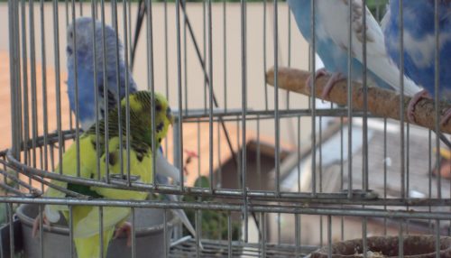 Era uma vez no JARDIM ZOOLÓGICO naquela PROVÍNCIA DO FAZ DE CONTA...