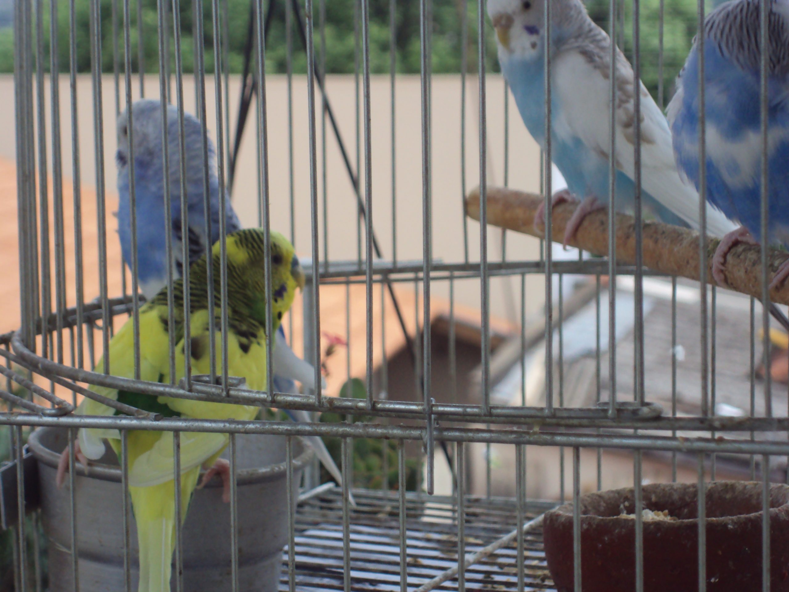 Era uma vez no JARDIM ZOOLÓGICO naquela PROVÍNCIA DO FAZ DE CONTA...