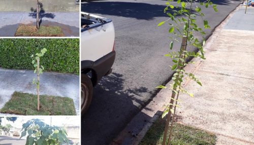 Programa Adamantina + Verde” planta árvores em calçadas do município de forma gratuita