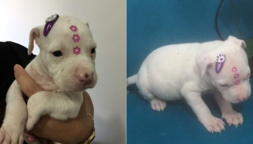 Decisão judicial autoriza doação dos cães resgatados após denúncia de maus tratos