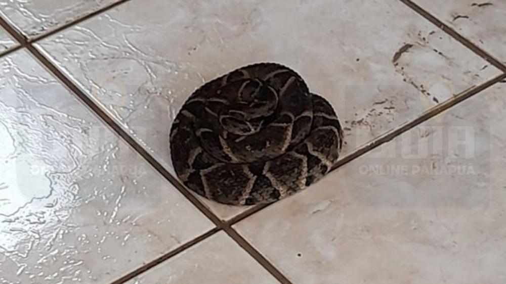 Corpo de Bombeiros captura cobra Jararaca em garagem de residência em Osvaldo Cruz