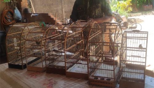 Polícia Ambiental liberta aves e autua homem em R$ 3 mil