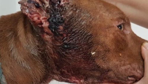 Homem preso acusado de maus-tratos a animais em Adamantina vai responder em liberdade