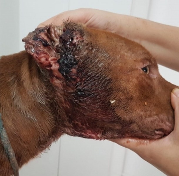 Homem preso acusado de maus-tratos a animais em Adamantina vai responder em liberdade