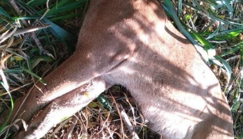 Onça-parda morre após ser atropelada por carro na SP-294