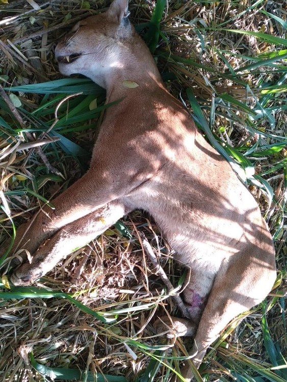 Onça-parda morre após ser atropelada por carro na SP-294