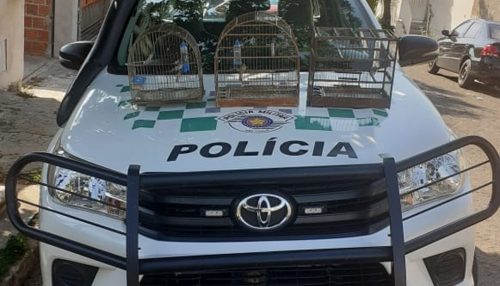 Polícia Ambiental resgata aves silvestres mantidas em cativeiro e multa homem em R$ 1,5 mil