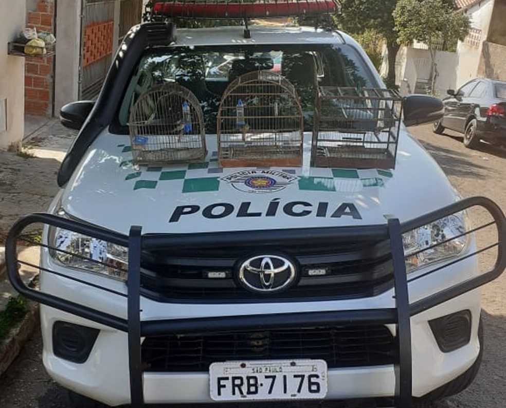 Polícia Ambiental resgata aves silvestres mantidas em cativeiro e multa homem em R$ 1,5 mil