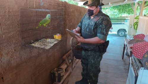 Polícia Ambiental encontra papagaio em gaiola e multa moradora de Junqueirópolis em R$ 500